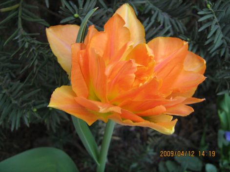 tulipankep_042.jpg